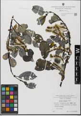 Foto von Salix glabra Scop.